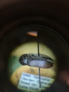 Common Carrion Beetle thumbnail 3