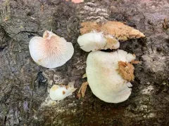 Entoloma depluens thumbnail 1