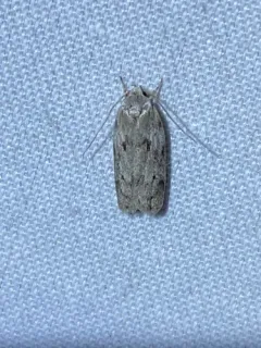 Dotted Antaeotricha Moth thumbnail 2