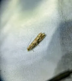 Mottled Marble thumbnail 2