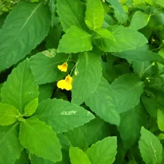 Touch-me-not Balsam thumbnail 3