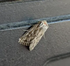 Snowy-veined Apamea Moth thumbnail 1