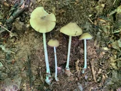 Entoloma praecipuum thumbnail 2