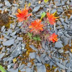 Cliff Paintbrush thumbnail 2