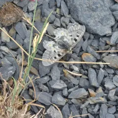 Rocky Mountain Parnassian thumbnail 4