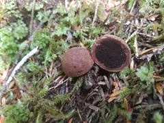 Elaphomyces granulatus thumbnail 2