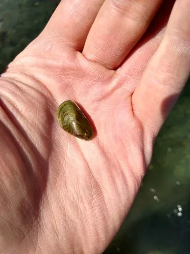 Asian Date Mussel