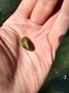 Asian Date Mussel thumbnail 1