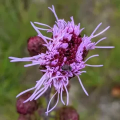 New England blazing star thumbnail 1