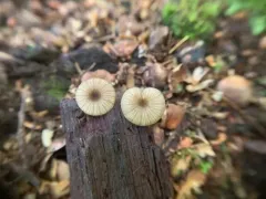 Entoloma watsonii thumbnail 1