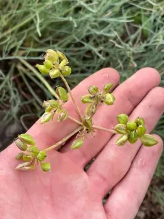 King Desert-parsley thumbnail 3