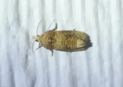 Ahmosia galbinea thumbnail 2