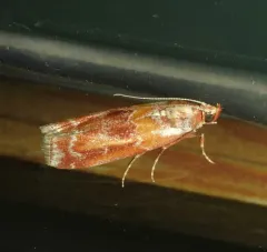 Rusty Pine Cone Moth thumbnail 2