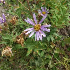 Cascade aster thumbnail 3
