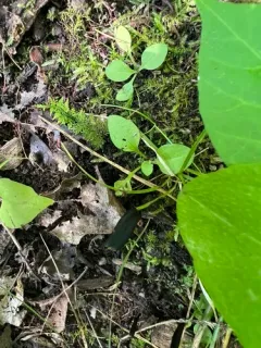 Glutinoglossum heptaseptatum thumbnail 3