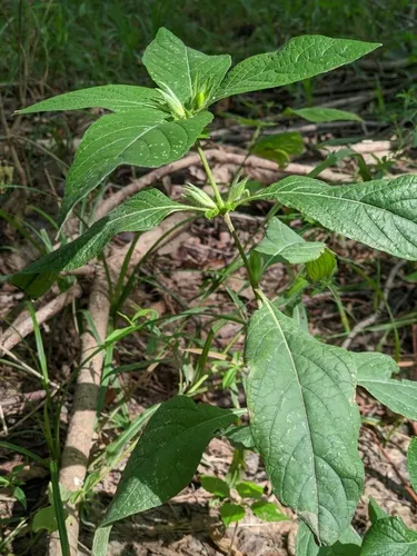 smooth ruellia