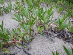 sand cherry thumbnail 5