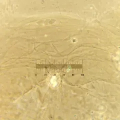 Delicatula integrella thumbnail 2
