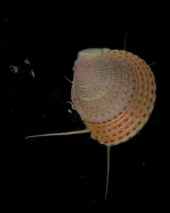 Calliostoma variegatum thumbnail 4