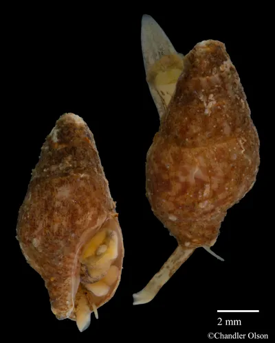 Mitrella gausapata