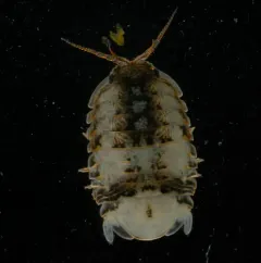 Oregon pillbug thumbnail 2