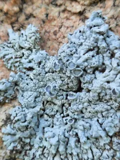 Frosted Rosette Lichen thumbnail 3