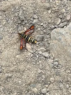 Synanthedon chrysidipennis thumbnail 1