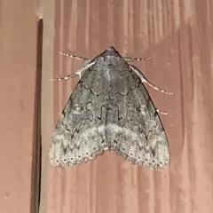 Obscure Underwing thumbnail 3