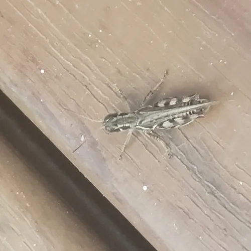 Tiny Spur-throat Grasshopper