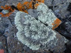 Shingled Rock Shield thumbnail 3