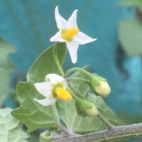 black nightshade