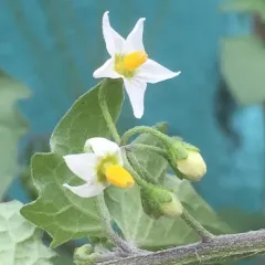 black nightshade thumbnail 1