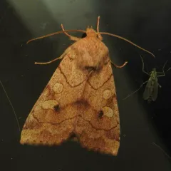 Etched Sallow thumbnail 3