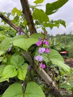 Hyacinth bean thumbnail 1