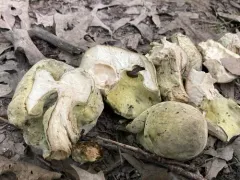 Hypomyces melanocarpus thumbnail 2