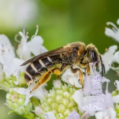 Orange-legged Furrow Bee thumbnail 2