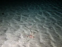 Giant Serpent Star thumbnail 3