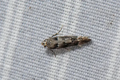 Coleotechnites gibsonella