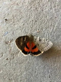 Luciana Underwing Moth thumbnail 4