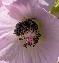 Globe Mallow Bee thumbnail 3
