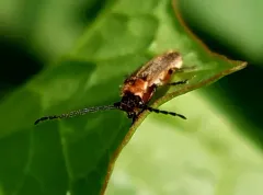 Polemius canadensis thumbnail 3