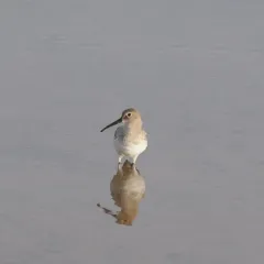 Dunlin