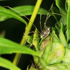 Eastern Harvestman thumbnail 2