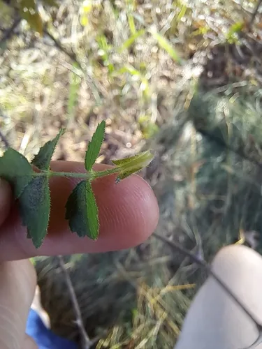 Small-flowered Sweet-briar