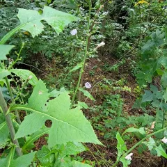 woodland lettuce thumbnail 4