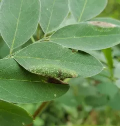 Macrosaccus uhlerella thumbnail 2