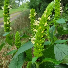 yellow giant hyssop thumbnail 4