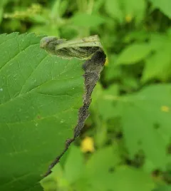 Agromyza ambrosivora thumbnail 4