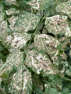 Trumpet Creeper Leafminer thumbnail 3