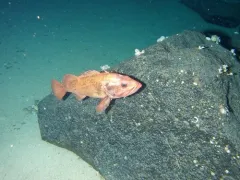 Black-spotted rockfish thumbnail 4